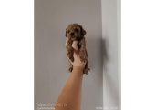 Toy  poodle yavruları